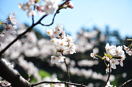 2012/4 Cherry blossom＠千鳥ヶ淵-29