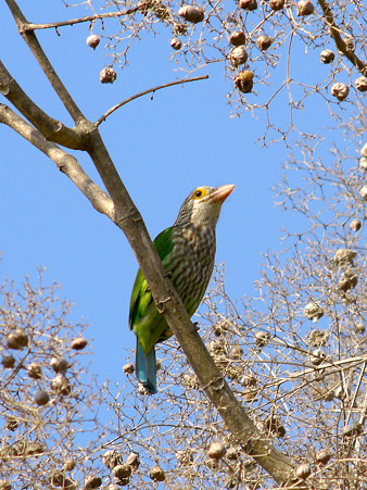 シロボシオオゴシキドリ(Lineated Barbet) P1120669_R
