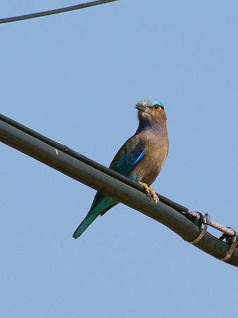 インドブッポウソウ(Indian Roller) P1060053_R