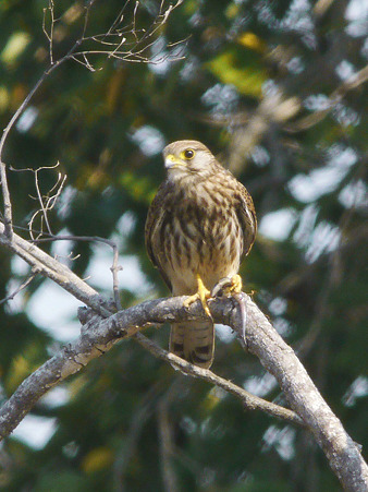チョウゲンボウ(Common Kestrel) P1150140_R