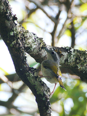 アカバネモズチメドリ♀(White-browed Shrike Babbler) P1180756_R