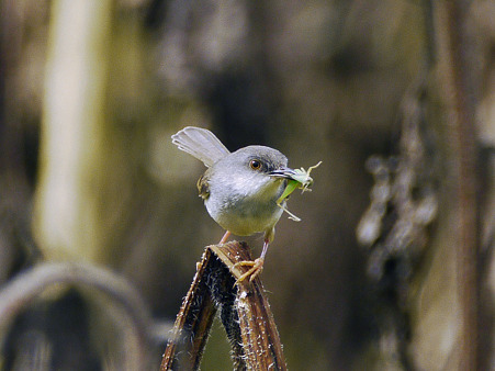 ハイムネハウチワドリ(Grey-breasted Prinia)P1050615_R