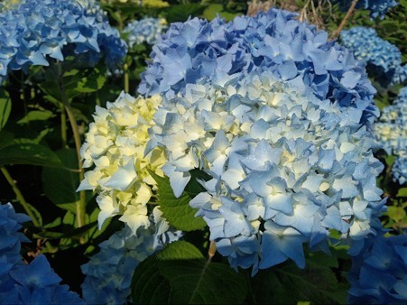 やっと咲き始めた紫陽花