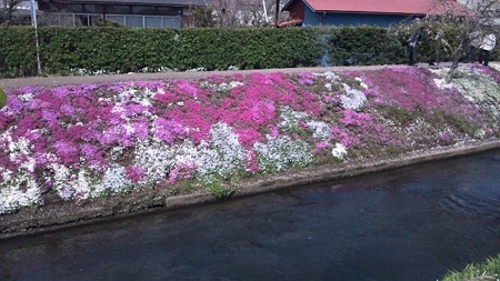 芝桜2