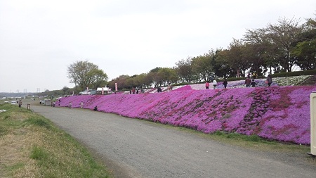 相模川芝桜2