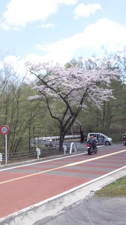 桜@風張峠