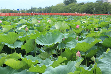 P09上越 高田城 はすまつり