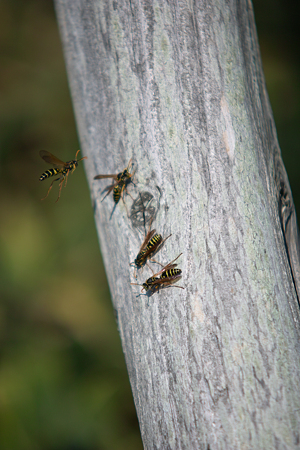 bee10092011sd15