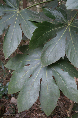 leaves03072012dp2