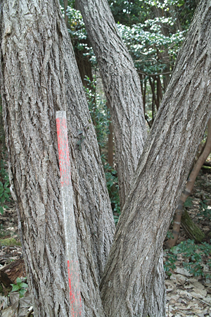 Trees03072012dp2-05