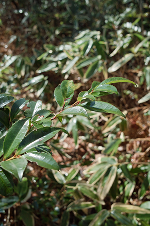 Leaves03142012dp2-02