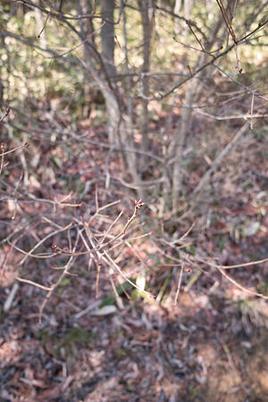 bud03212012dp1