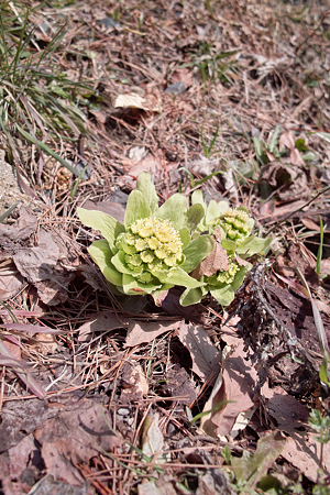 butterbur_sprout03212012dp1