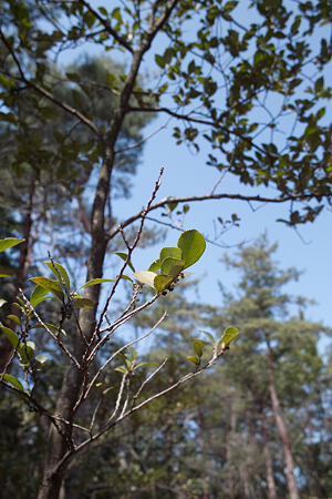 leaves03212012dp1-02