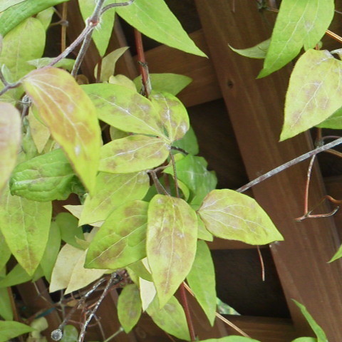 クレマチスの葉っぱに斑点が 写真共有サイト フォト蔵