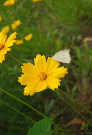 IMGP4752_0603