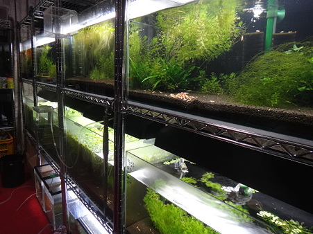 特別水槽4
