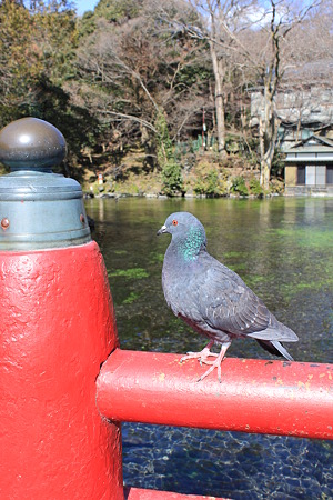 富士宮の迎春１０