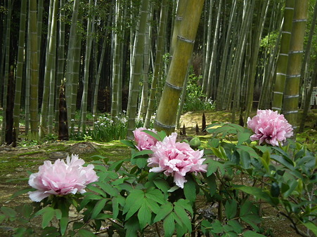 3天龍寺
