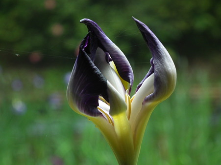 3明治神宮・花菖蒲