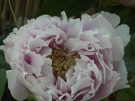 DSCF0310