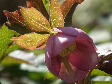 DSCF0294