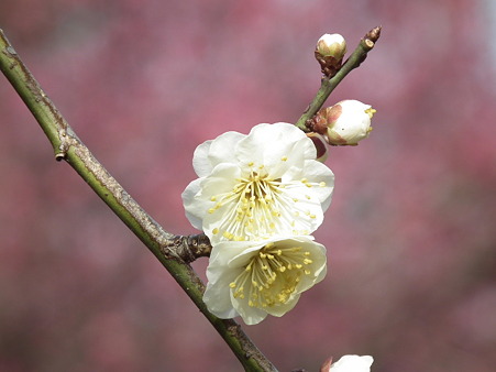 DSCF0121