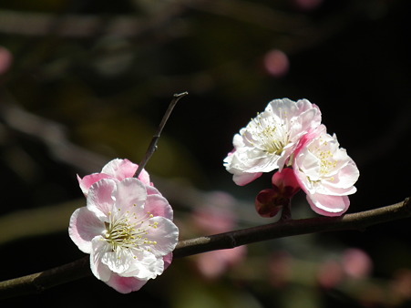 DSCF0351
