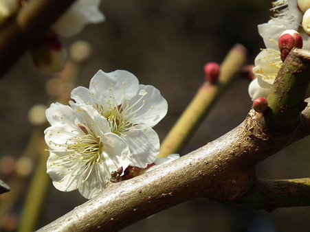 DSCF0598