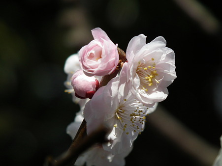 DSCF0282