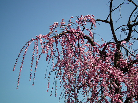 DSCF0219