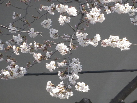 IMGP0015