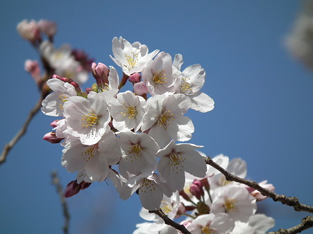 DSCF0345