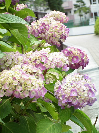 DSCF0038