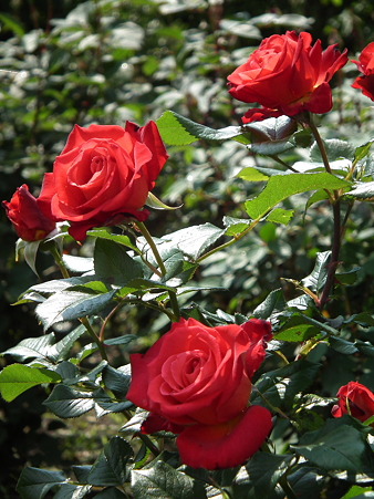 DSCF0336