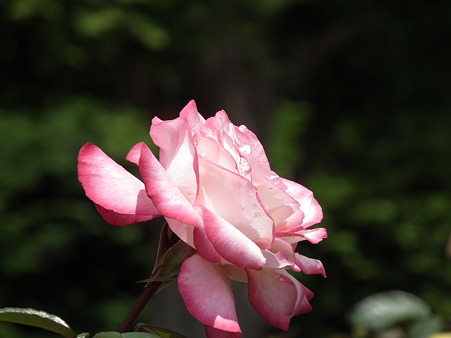 DSCF0049