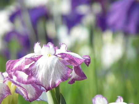 DSCF0883