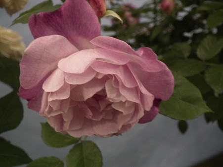 DSCF1234