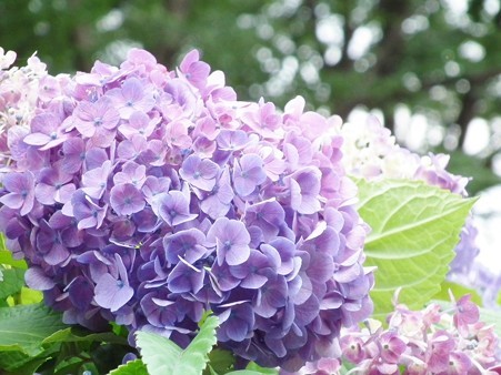 DSCF0050
