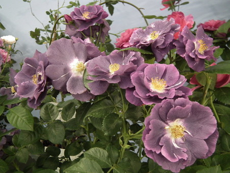 DSCF1245