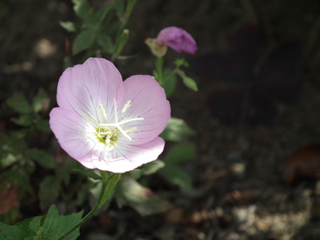 DSCF0348