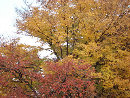 手前が桜　奥は欅