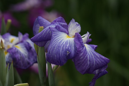 花菖蒲　遊女の姿