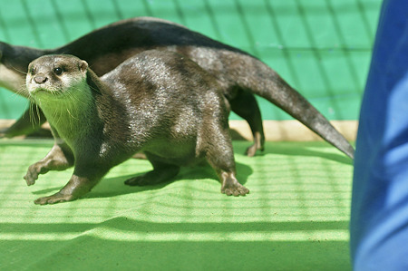 tokyowildlife110924069