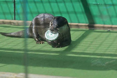 tokyowildlife110924112