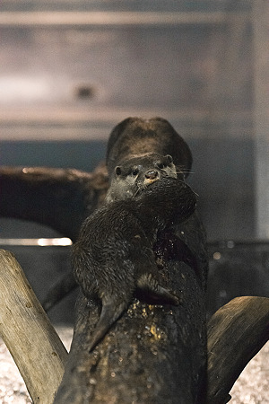 notojima120204181