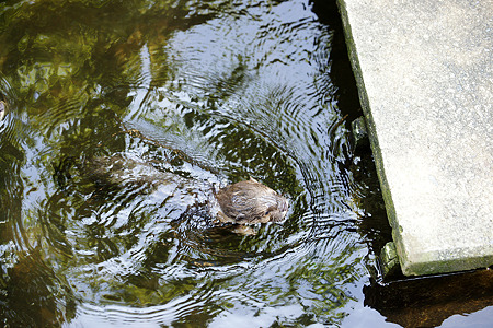 ichikawa110709012