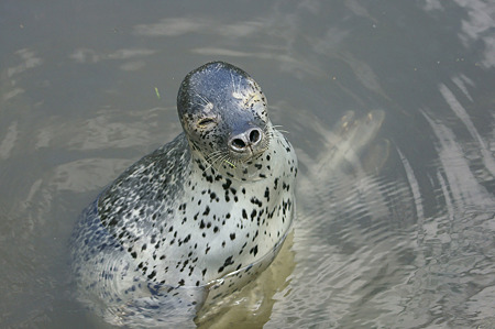 northsafari110705016