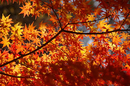 裏山の紅葉