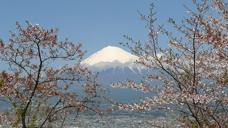 明星山の桜の間から見た富士山
